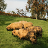 Dreams in Bloom: Wales Retreat, March 2026