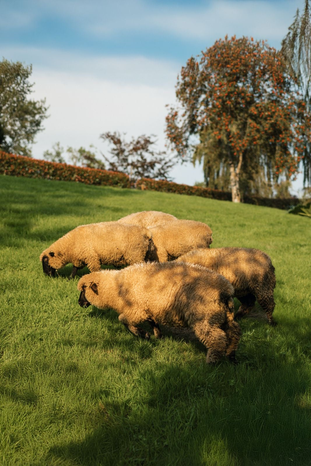RURAL WELSH FARMLAND
